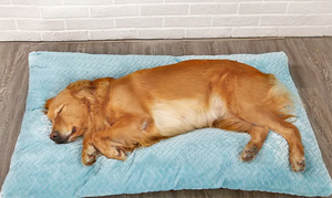 Pet Supplies